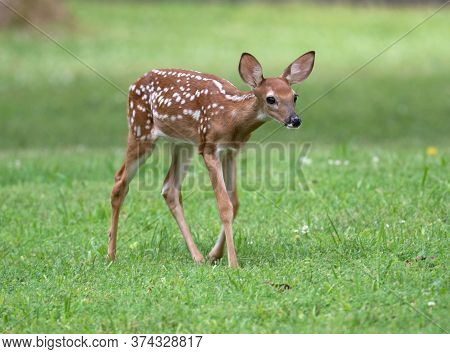 Cute White-tailed Deer Fawn In An Ipen Meadow In Summer