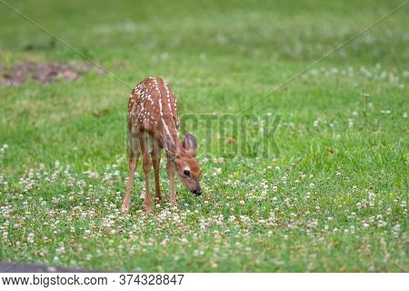 Cute White-tailed Deer Fawn In An Ipen Meadow In Summer