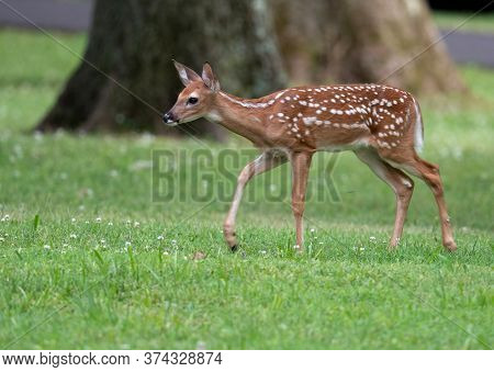 Cute White-tailed Deer Fawn In An Ipen Meadow In Summer