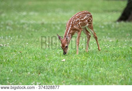 Cute White-tailed Deer Fawn In An Ipen Meadow In Summer