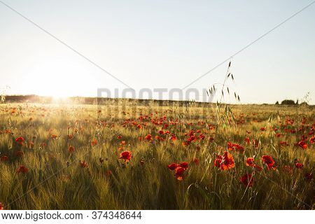Sunset In A Field Of Red Poppies.