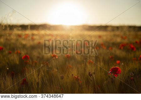 Sunset In A Field Of Red Poppies.