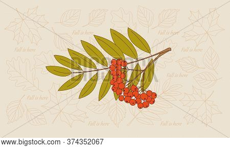 Rowanberry Twigs And Contour Drawing Autumn Leaves Of Maple And Oak Backdrop. Vector Illustration Te
