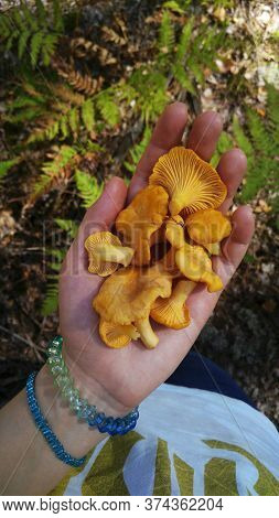 Forest Mushroom Picking. Girl Collects Chanterelles At The Edge Of The Forest With Ferns And Moss. R