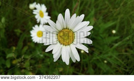 Big Beautiful Camomile In Drops After The Rain. Wildflowers. Juicy, Bright Greens. High Quality Phot