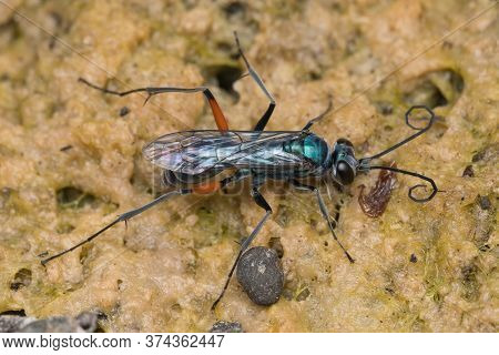 Dorsal View Of Emerald Wasp (ampulex Compressa) Re-hydrating And Collecting Water To Built Home