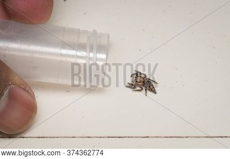 Process Of Catching A Spider In An Insect Bottle