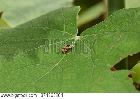 Pupa Of Harlequin Ladybird, Harmonia Axyridis, On A Grape Leaf.