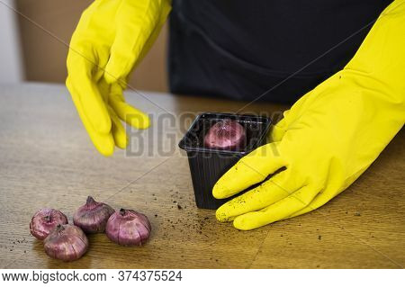 Hands In Yellow Gloves Planting Plant Bulbs In Pots And Bulbs On Table. Home Gardening Hobby. Spring