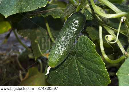 Young Cucumber In The Garden. Homemade Crop