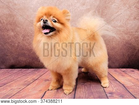 Pomeranian Spitz Dog After Grooming On A Vintage Background On The Wooden Floo