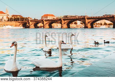 White Swans On Vltava River, Towers, Palacky Bridge And Prague Old Town In The Background, Czech Rep