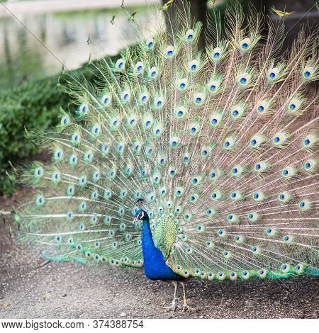 Chicago Brookfield Zoo

Chicago, Il Usa, June 23, 2018, Portrait Of A Beautiful Peacock Displaying T