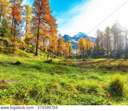 Fantastic Autumn Scene In Swiss Alps Near Maloja  Village. Colorful Autumn Scene Of Swiss Alps. Loca