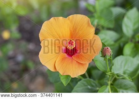 Orange Hibiscus Flower, Chinese Rose Or Chaba Flower Bloom On Blur Nature Background.