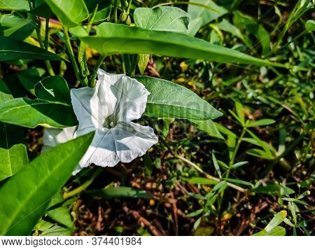 Calystegia Sepium Is A Species Of Bindweed, With A Subcosmopolitan Distribution Throughout The Tempe