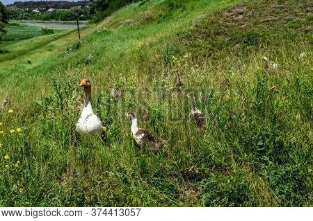 Adult Goose Mom With Small Fluffy Goslings Graze In Tall Green Grass. Flock Of Free-range Poultry On