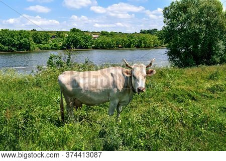 White Cow With Horns Grazes In A Meadow Near The Pond, Close-up. Cattle On A Spring-summer Landscape