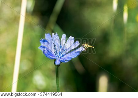 A Type Of Hoverfly, Sphaerophoria, Feeding On The Nectar Of A Cichorium Intybus On A Green Natural B