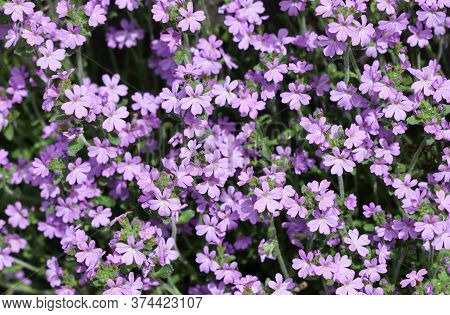 Small Purple Erinus Alpinus Flowers Near Stone Wall. Floral Background.