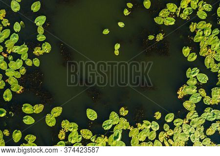 Top View Of The Svisloch River In The Citys Loshitsa Park With Lilies At Sunset.beautiful Nature Of 