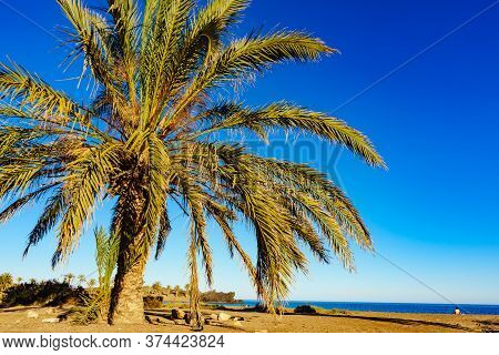 Percheles Beach, Murcia Region Spain. Mazarron Bay. Coastal Landscape With Palm Trees