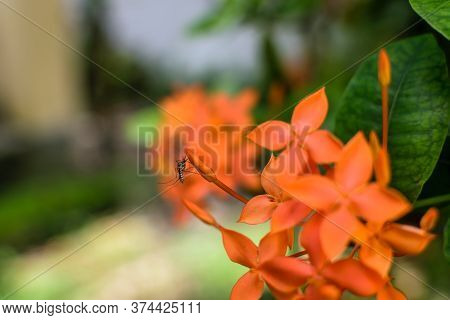 Jungle Geranium Also Known As Flame Of The Woods Or Jungle Flame Flowers In Focus With A Blurred Bac