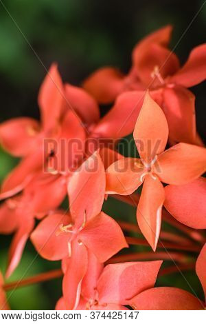 Closeup Shot Of Jungle Geranium Also Known As Flame Of The Woods Or Jungle Flame Flowers In Focus Wi