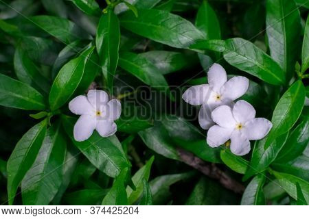 Three Pinwheel Flowers With Their Green Leaves After A Shower