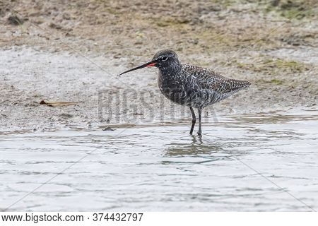Spotted Redshank Wader Bird (tringa Erythropus) Wildlife