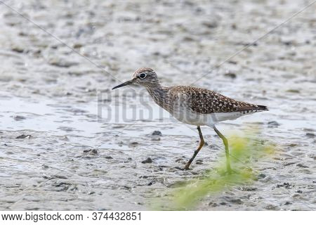 Sandpiper, Wood Sandpiper (tringa Glareola) Wader Bird Sandpiper