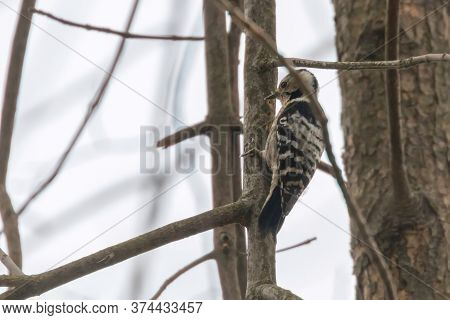 Lesser Spotted Woodpecker On The Branch (dryobates Minor)
