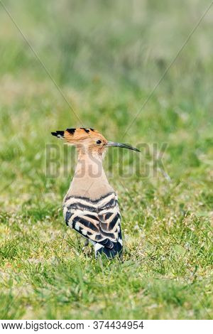 Hoopoe, Common Hoopoe (upupa Epops) Eurasian Hoopoe