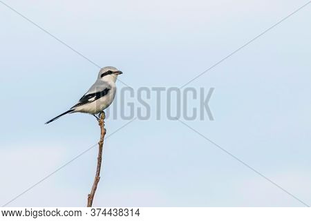 Great Grey Shrike on Branch (lanius Excubitor) Wildlife Scene