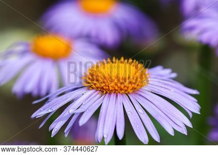 Alpine Aster (aster Alpinus). Beautiful Purple Flowers With An Orange Center And Drops Of Water Afte