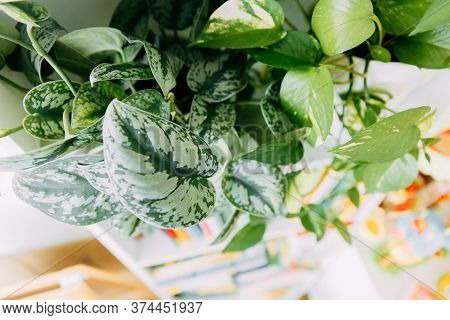 Lianas Of Epipremnum Marble Or Scindapsus Painted On A White Background, Home Plants
