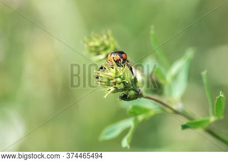 Red Crab Spider, Synema Globosum, Back View, Waiting For A Prey On A Wild Flower In Palencia, Spain