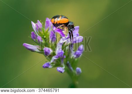 Red Crab Spider, Synema Globosum, Lateral View, Waiting For A Prey On A Wild Flower In Palencia, Spa