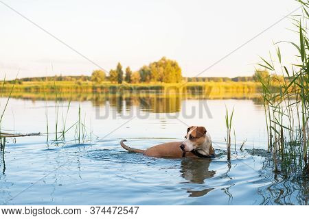 Dog Enjoys Staying In The Clean Lake In Summer. Active Pets, Swimming Dogs, Physical Activity Concep