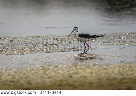 Little Ringed Plover (charadrius Dubis) In \