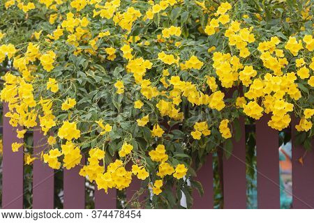 Yellow Elder, Trumpetbush, Trumpetflower Bloom On Edge The Fence For Background.
