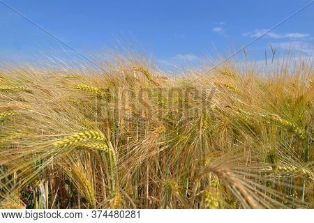 Close Ocobs Of Golden Cereal Growing In A Field Under Blue Sky