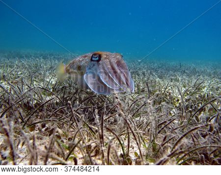 Sepia Pharaonis. Mollusks, Type Of Mollusk. Head-footed Mollusks. Cuttlefish Squad. Pharaoh Cuttlefi