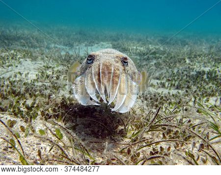 Sepia Pharaonis. Mollusks, Type Of Mollusk. Head-footed Mollusks. Cuttlefish Squad. Pharaoh Cuttlefi