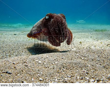 Sepia Pharaonis. Mollusks, Type Of Mollusk. Head-footed Mollusks. Cuttlefish Squad. Pharaoh Cuttlefi