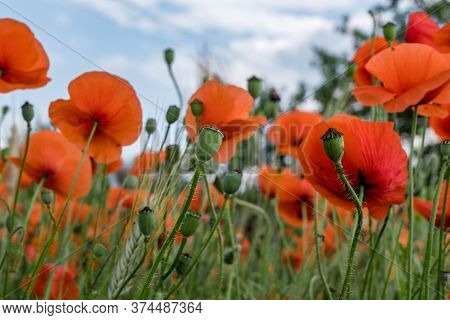 Huge Field Of Red Poppy Flowers
