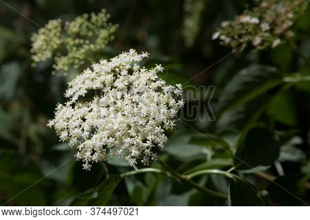 An Elderflower On A Small Elder Tree During The Summer Months In The Uk