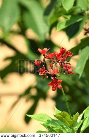 Jatropha Integerrima Or Spicy Jatropha, Peregrina, Closeup View