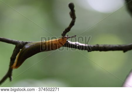 Gray Field Slug Climbing On A Twig In The Forest