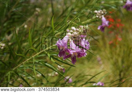 Desert Willow (chilopsis Linearis) Blossom, Selective Focus On The Flower, Copyspace